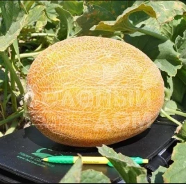 Семена дыни Мейрон F1 / Meiron F1,60-65 дней купить оптом и в розницу в Украине по выгодной цене