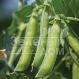 Семена гороха Шугар Флеш / Sugar Flesh,70 дней  купить оптом и в розницу в Украине по выгодной цене