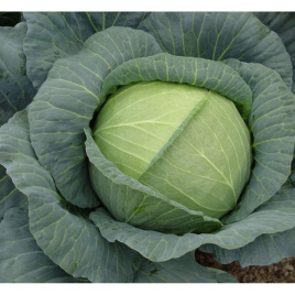 Насіння капусти білокачанної Роял Вантаж F1 / Royal Vantage F1, 85-90 днів купити оптом і в роздріб в Україні за вигідною ціною