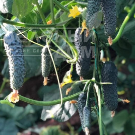 Насіння огірків Титанік(353) F1 / Titanik(353) F1,39-43 дні купити оптом і в роздріб в Україні за вигідною ціною