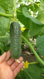 Семена огурцов Анвар F1 / Anvar F1, 35-40 дней купить оптом и в розницу в Украине по выгодной цене