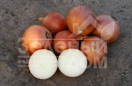 Лук репчатый Пандеро F1 / Pandero F1,115-120 дней купить оптом и в розницу в Украине по выгодной цене