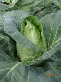 Насіння капусти білокачанної Пілон F1 / Pylon F1,51-57 днів купити оптом і в роздріб в Україні за вигідною ціною