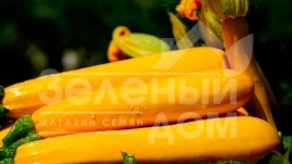 Семена кабачков Санлайт F1 / Sunlight F1,40-45 дней купить оптом и в розницу в Украине по выгодной цене
