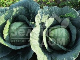 Семена капусты белокочанной Аванте F1 / Avante F1,75-80 дней купить оптом и в розницу в Украине по выгодной цене
