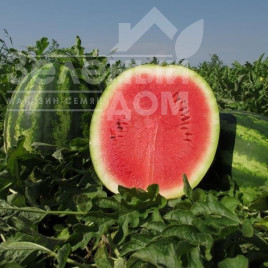 Насіння кавуна Монтана F1 / Montana F1,68-72 дні купити оптом і в роздріб в Україні за вигідною ціною