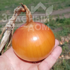 Цибуля ріпчаста КС 765 F1 / KS 765 F1,120-125 днів купити оптом і в роздріб в Україні за вигідною ціною
