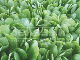 Семена шпината Корвер F1 / Korver F1,55-60 дней купить оптом и в розницу в Украине по выгодной цене