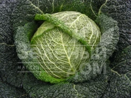 Семена капусты савойской Вироса F1 / Wirosa F1,137 дней купить оптом и в розницу в Украине по выгодной цене