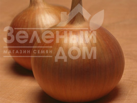 Цибуля ріпчаста Бонус F1 / Bonus F1,100-105 днів купити оптом і в роздріб в Україні за вигідною ціною