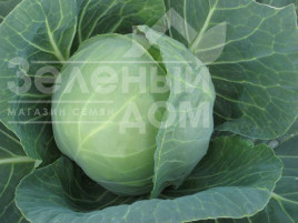 Насіння капусти білокачанної Мавунор F1 / Mavunor F1,80-85 днів купити оптом і в роздріб в Україні за вигідною ціною