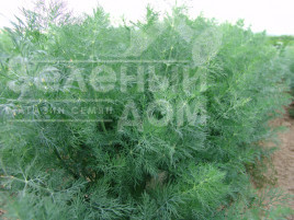 Насіння кропу Мораван / Moravan купити оптом і в роздріб в Україні за вигідною ціною