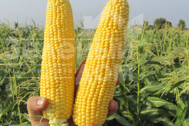 Насіння кукурудзи ГСС 8529 F1 / GSS8529 F1,80 днів купити оптом і в роздріб в Україні за вигідною ціною