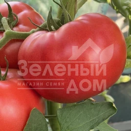 Семена томатов Фаер F1 / Fire F1,95 дней купить оптом и в розницу в Украине по выгодной цене