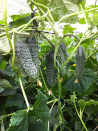 Насіння огірків Сігурд F1 / Sigurd F1,35-45 днів купити оптом і в роздріб в Україні за вигідною ціною