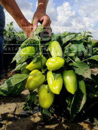 Насіння солодкого перцю Венера F1 / Venera F1 купити оптом і в роздріб в Україні за вигідною ціною