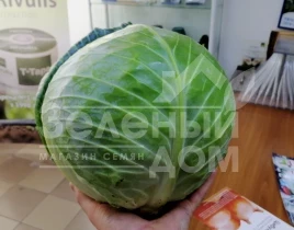 Семена капусты белокочанной ЖС 83 F1 / JS 83 F1 купить оптом и в розницу в Украине по выгодной цене