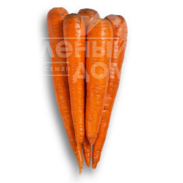 Насіння моркви Вармія F1 / Warmia F1,150-160 днів купити оптом і в роздріб в Україні за вигідною ціною