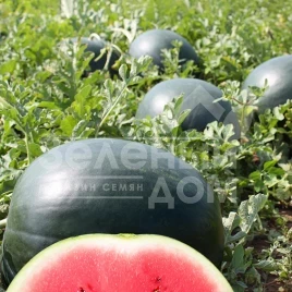 Семена арбуза Лориан F1 / Lorian F1,75-80 дней купить оптом и в розницу в Украине по выгодной цене