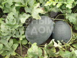 Насіння кавуна ЛС 1544 F1 / LS 1544 F1,70-75 днів купити оптом і в роздріб в Україні за вигідною ціною