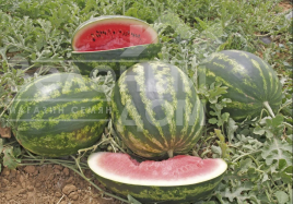 Насіння кавуна Варда F1 / Varda F1,70 днів купити оптом і в роздріб в Україні за вигідною ціною