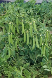 Семена гороха Трофи / Trofi ,64-72 дня купить оптом и в розницу в Украине по выгодной цене