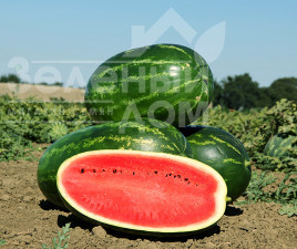 Насіння кавуна Меліна F1 / Melina F1,60 днів купити оптом і в роздріб в Україні за вигідною ціною