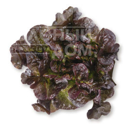 Насіння салату Сатурдай / Saturdaj купити оптом і в роздріб в Україні за вигідною ціною