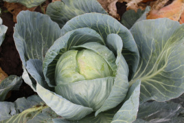 Насіння капусти білокачанної Саті F1 / Satie F1,110-115 днів купити оптом і в роздріб в Україні за вигідною ціною