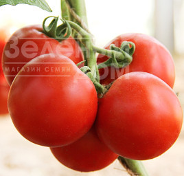 Насіння томатів ЛС 4314 F1 / LS 4314 F1,110-120 днів купити оптом і в роздріб в Україні за вигідною ціною