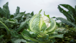 Насіння капусти цвітної Пакстон F1 / Paxton F1, 85-90 днів купити оптом і в роздріб в Україні за вигідною ціною