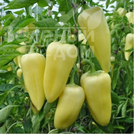 Насіння солодкого перцю Суперамі F1 / Superamy F1,60-70 днів купити оптом і в роздріб в Україні за вигідною ціною