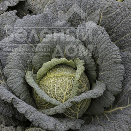 Насіння капусти савойської Віратоба F1 / Viratoba F1,135-140 днів купити оптом і в роздріб в Україні за вигідною ціною