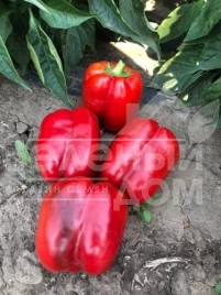 Семена сладкого перца Стрит F1 / Street F1 купить оптом и в розницу в Украине по выгодной цене