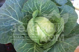 Семена капусты белокочанной Корино F1 / Korino F1,80-90 дней купить оптом и в розницу в Украине по выгодной цене