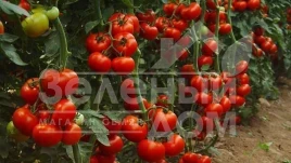 Семена томатов Женарос F1 / Jenaros F1,100-124 дня купить оптом и в розницу в Украине по выгодной цене