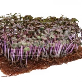 Семена микрогрин Микрогрин Горчица красная / Microgreen Mustard red купить оптом и в розницу в Украине по выгодной цене