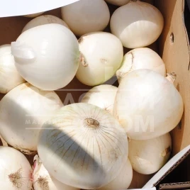 Лук репчатый Гидрас F1 / Hidras F1 купить оптом и в розницу в Украине по выгодной цене