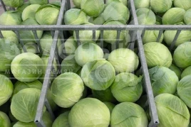 Семена капусты белокочанной Аксель F1 / Axel F1 купить оптом и в розницу в Украине по выгодной цене