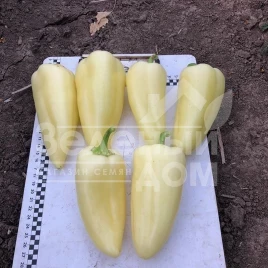 Семена сладкого перца Бора F1 / Bora F1,50 дней купить оптом и в розницу в Украине по выгодной цене