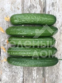 Семена огурцов Базис F1 / Bazis F1,45 дней купить оптом и в розницу в Украине по выгодной цене