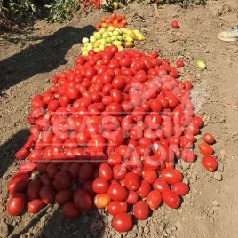 Семена томатов Оливенза F1 / Olivenza F1,120 дней купить оптом и в розницу в Украине по выгодной цене