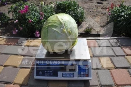 Семена капусты белокочанной Дижон F1 / Dijon F1, 85-90 дней купить оптом и в розницу в Украине по выгодной цене