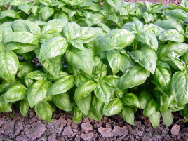 Насіння базиліка Доллі / Dolli купити оптом і в роздріб в Україні за вигідною ціною