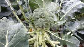 Семена капусты брокколи Вавилон F1 / Vavylon F1,65-70 дней купить оптом и в розницу в Украине по выгодной цене