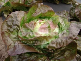 Семена салата Сагим / Sagim купить оптом и в розницу в Украине по выгодной цене