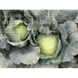 Семена капусты белокочанной Заказ F1 / Zakaz F1, 68-72 дня купить оптом и в розницу в Украине по выгодной цене