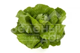 Семена салата Викторинус / Victorinus купить оптом и в розницу в Украине по выгодной цене