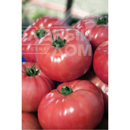 Насіння томатів ВП-2 F1 / VP-2 F1,105-115 днів купити оптом і в роздріб в Україні за вигідною ціною
