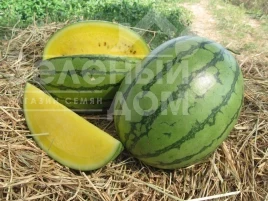 Семена арбуза Еллов Лав F1 / Yellow Love F1 купить оптом и в розницу в Украине по выгодной цене